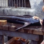 Catania, Fischmarkt (1994). Foto: bhpdia73297
